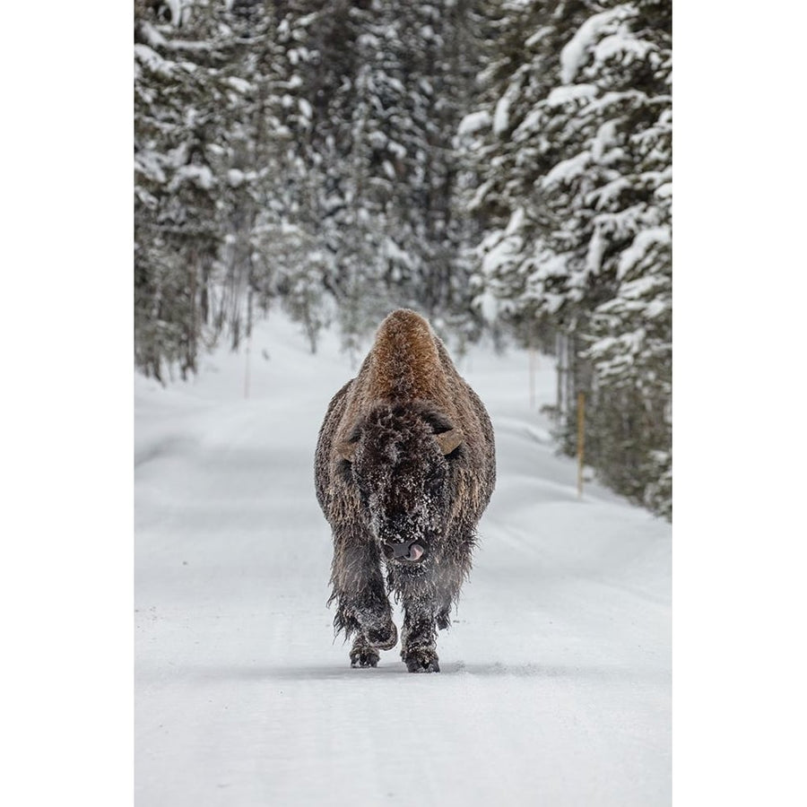 Frosty Bull Bison near Fishing Bridge Yellowstone National Park Poster Print - The Yellowstone Collection-VARPDX66705 Image 1