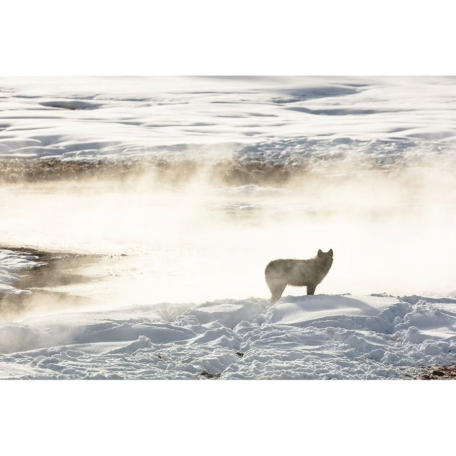 Wolf of the Wapiti Lake Pack Yellowstone National Park Poster Print - Jacob W. Frank-VARPDX66783 Image 1