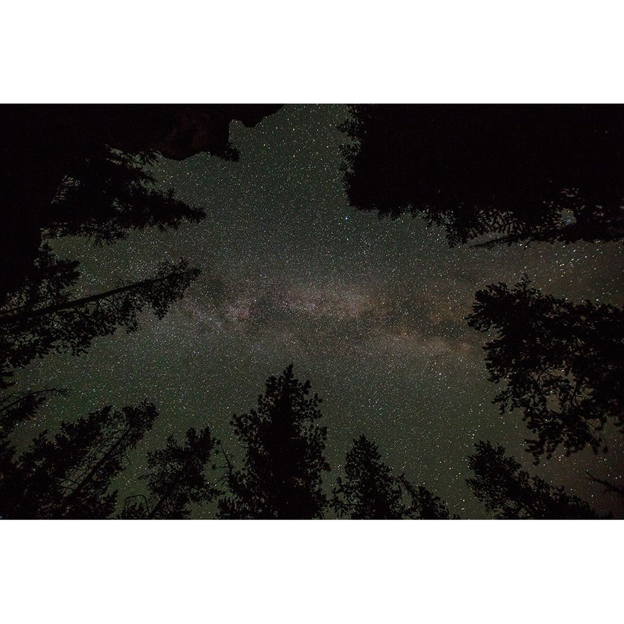 Milky Way and Lodgepole Pines Yellowstone National Park Poster Print - The Yellowstone Collection-VARPDX66785 Image 1