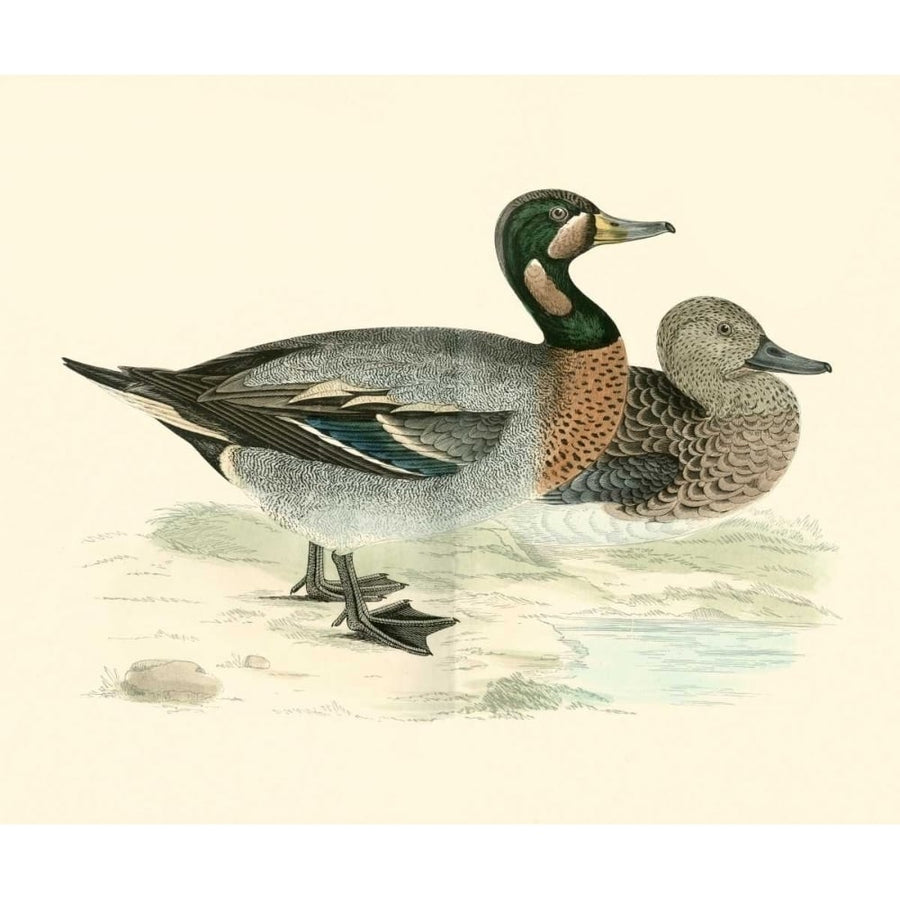 Morris Ducks III Poster Print - Morris-VARPDX66822Z Image 1