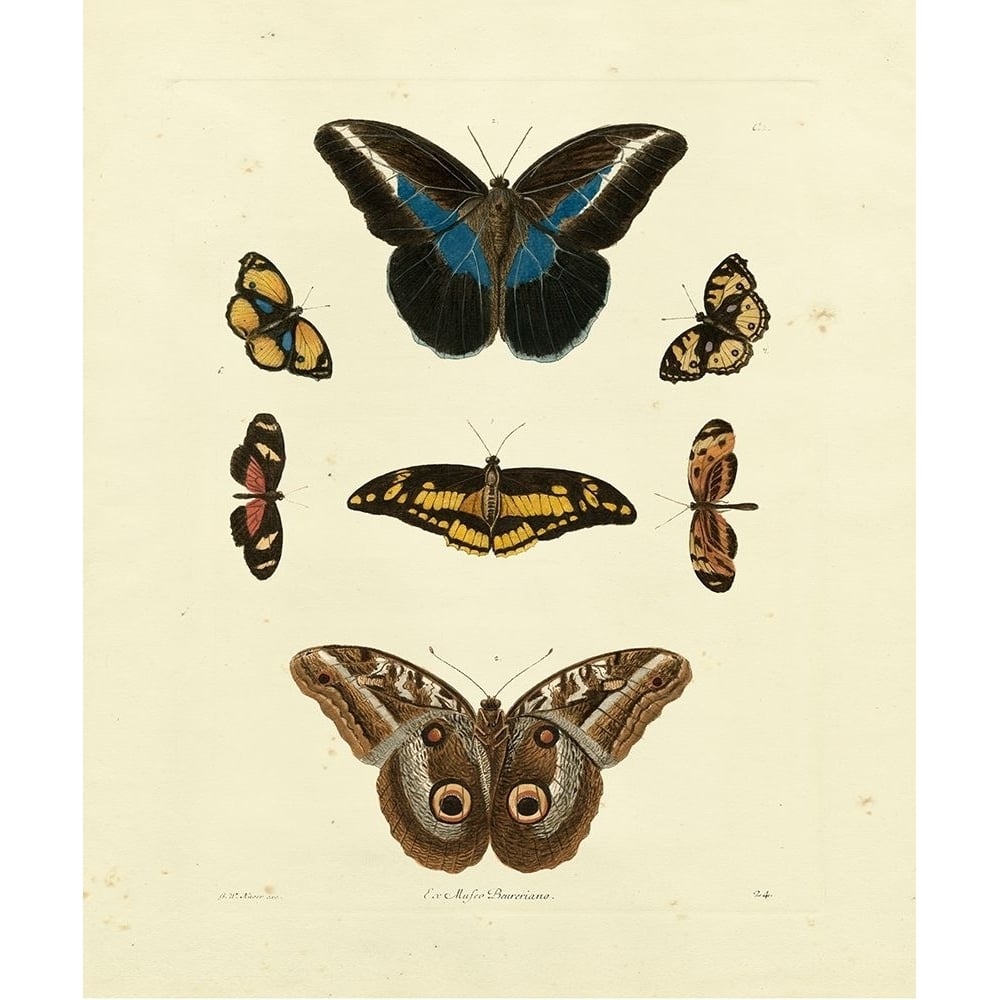 Knorr Butterflies I Poster Print - Knorr-VARPDX66816Z Image 1