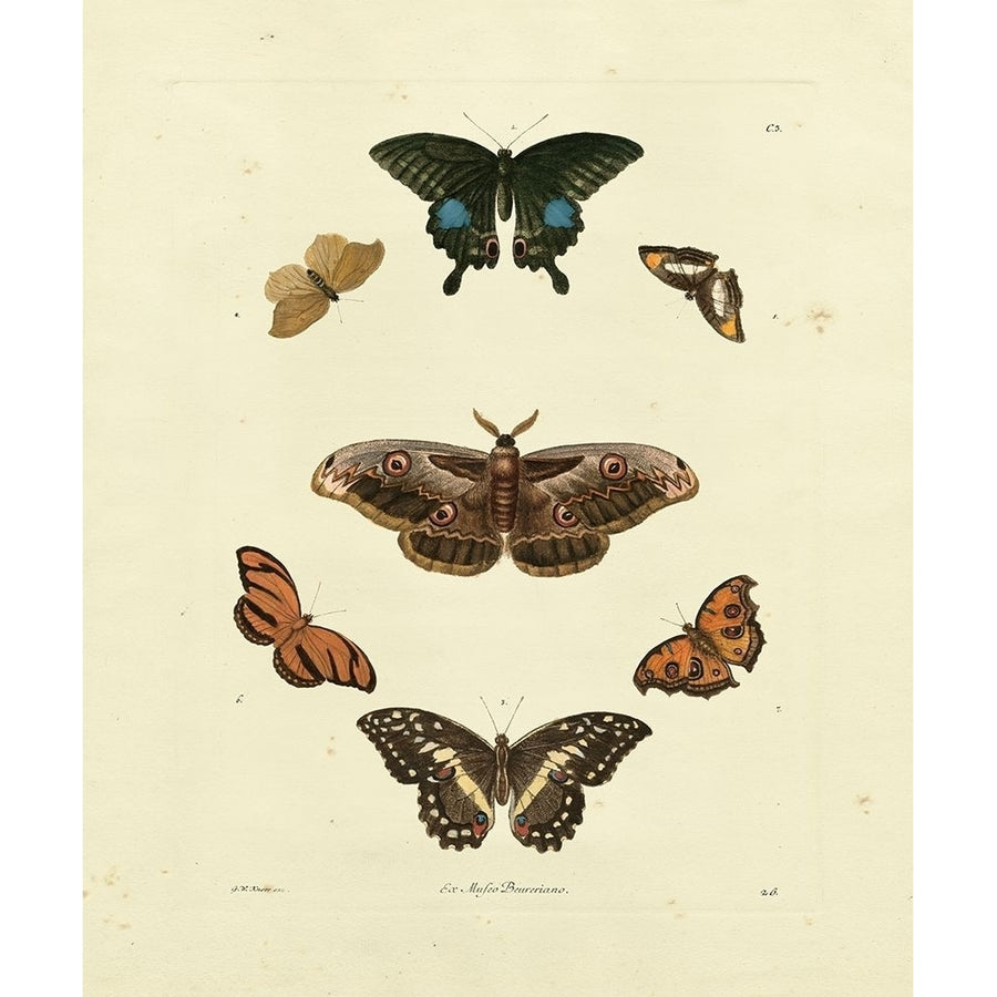 Knorr Butterflies III Poster Print - Knorr-VARPDX66818Z Image 1