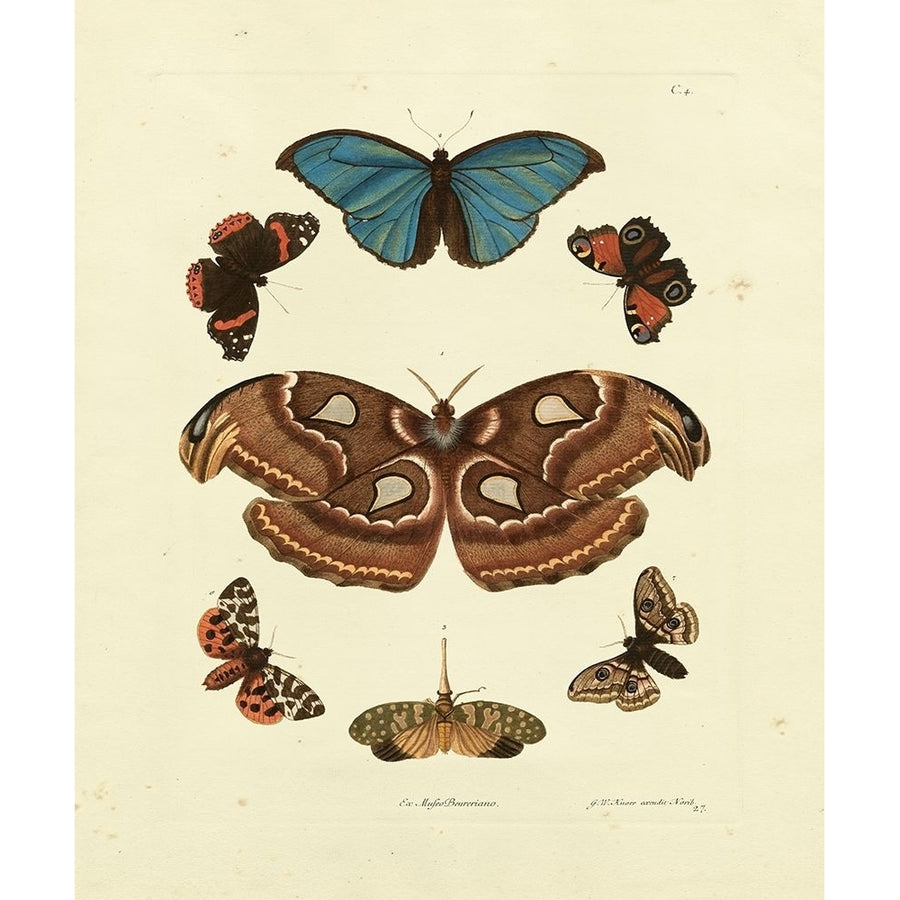 Knorr Butterflies II Poster Print - Knorr-VARPDX66817Z Image 1