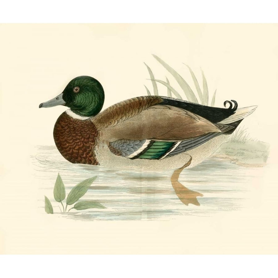 Morris Ducks I Poster Print - Morris-VARPDX66820Z Image 1