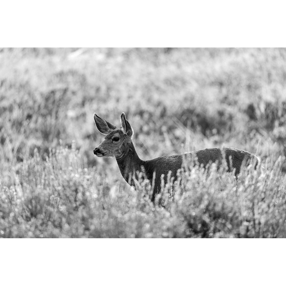 Mule Deer Mammoth Hot Springs Yellowstone National Park Poster Print - Neal Herbert-VARPDX66810 Image 1