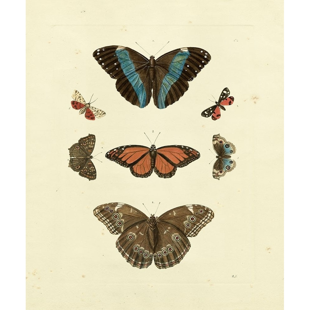 Knorr Butterflies IV Poster Print - Knorr-VARPDX66819Z Image 1