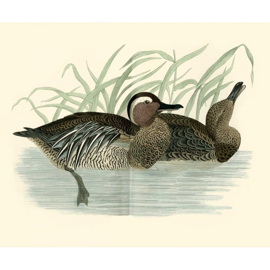 Morris Ducks II Poster Print - Morris-VARPDX66821Z Image 1