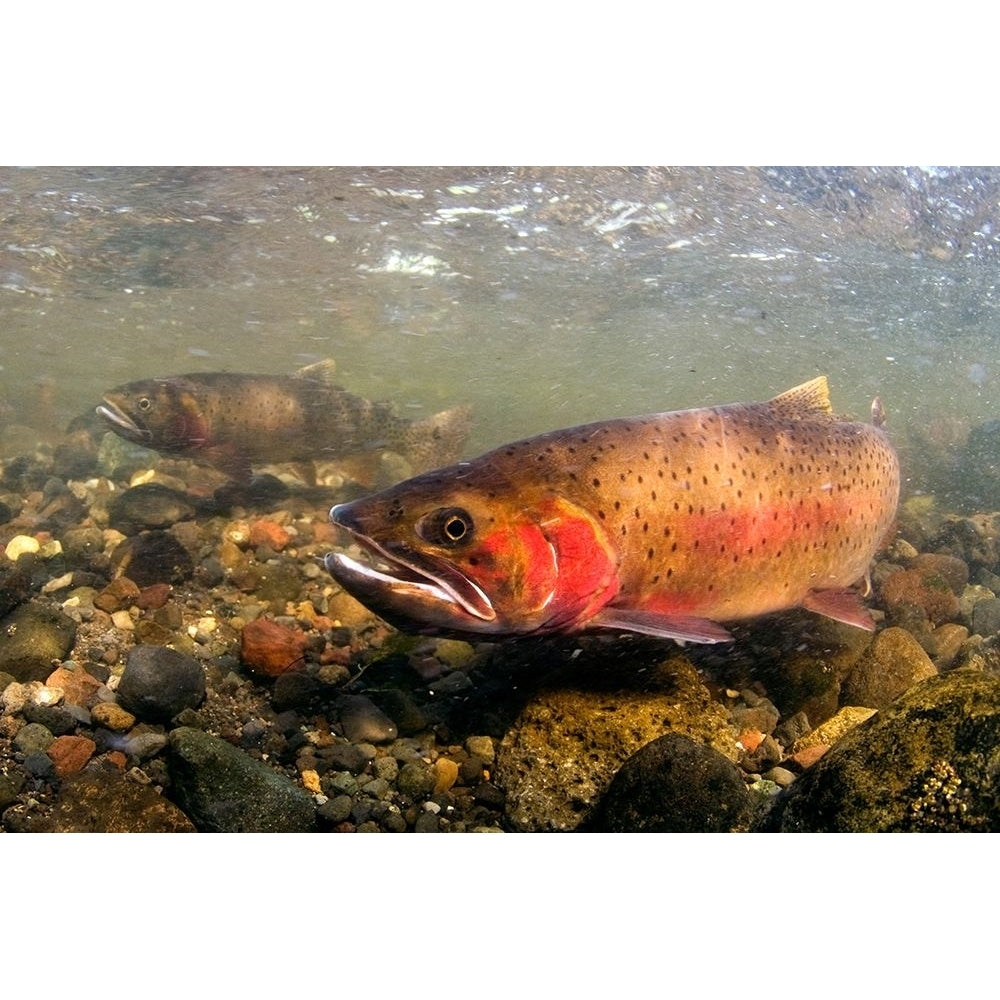 Spawning Cutthroat Trout Lamar Valley Yellowstone National Park Poster Print - The Yellowstone Collection-VARPDX66861 Image 1