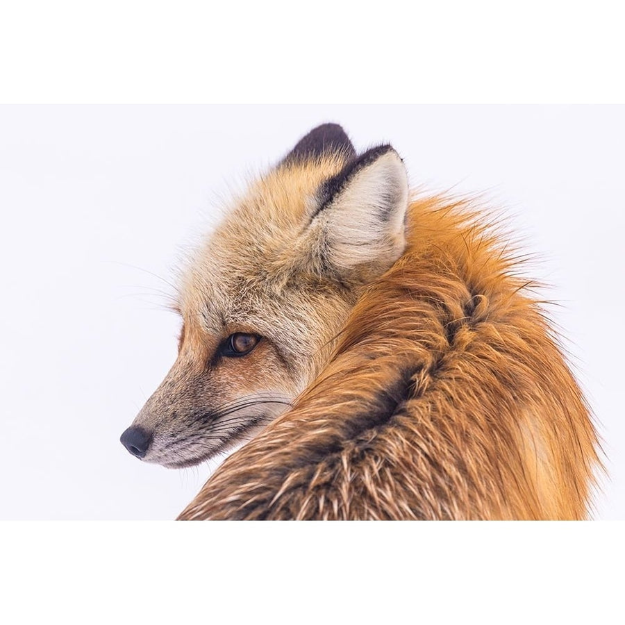 Red Fox in Lamar Valley Yellowstone National Park Poster Print - The Yellowstone Collection-VARPDX66839 Image 1