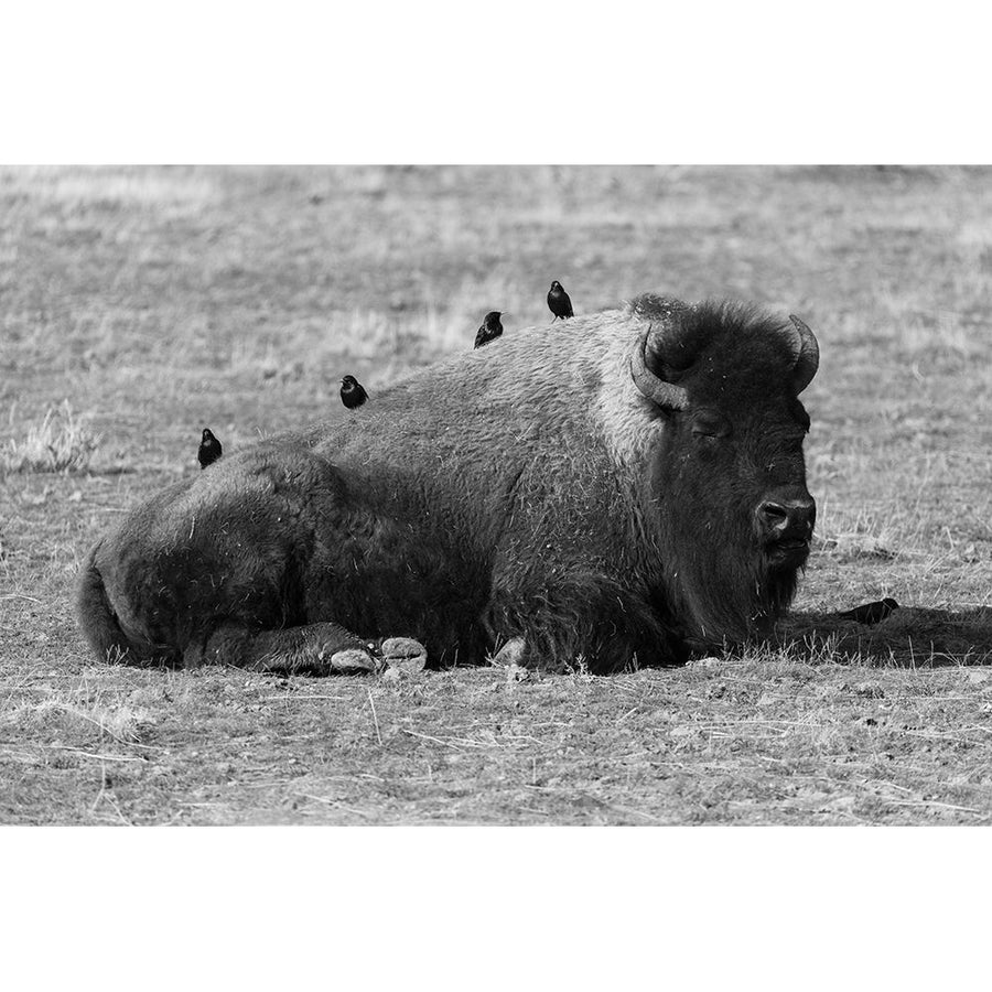 Starlings on a Sleeping Bison Yellowstone National Park Poster Print - Jacob W. Frank-VARPDX66869 Image 1