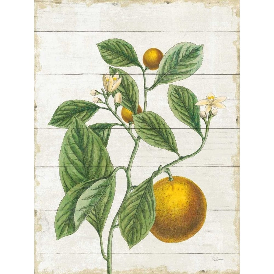 Classic Citrus VI Shiplap by Sue Schlabach-VARPDX66889 Image 1