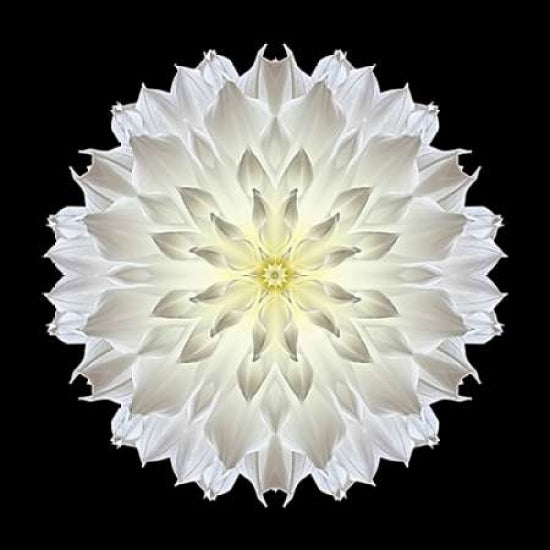 Kaleidoscope Dahlia Black Poster Print by David Bookbinder-VARPDX668BOO1000A Image 2