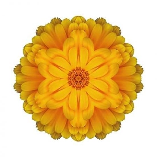 Kaleidoscope Marigold Poster Print by David Bookbinder-VARPDX668BOO1007 Image 2