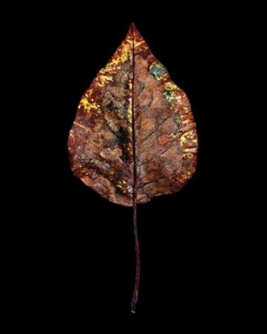 Rustic Leaf 4 Poster Print by David Bookbinder-VARPDX668BOO1013 Image 1