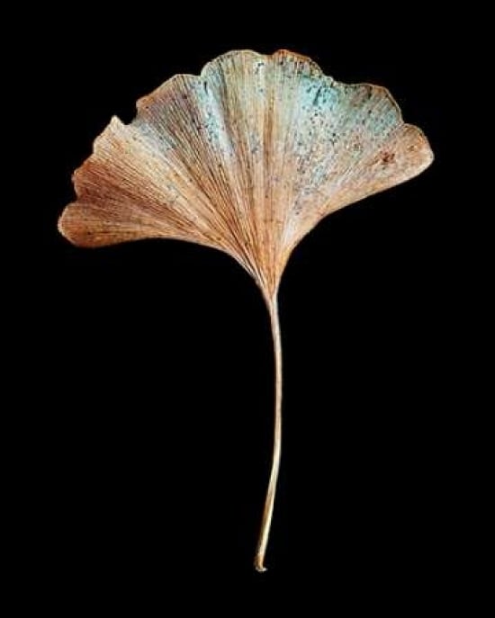 Rustic Leaf 1 Poster Print by David Bookbinder-VARPDX668BOO1010 Image 1