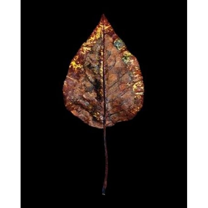 Rustic Leaf 4 Poster Print by David Bookbinder-VARPDX668BOO1013 Image 1