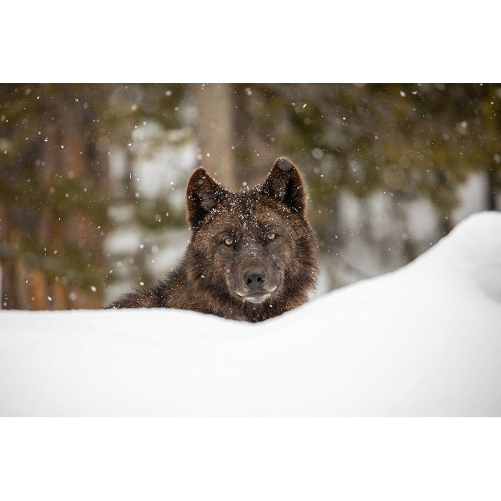 Wolf in Snow Yellowstone National Park Poster Print - The Yellowstone Collection-VARPDX66955 Image 1