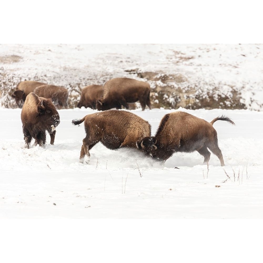 Young Bison Spar along the Firehole River Yellowstone National Park Poster Print - Jacob W. Frank-VARPDX66960 Image 1