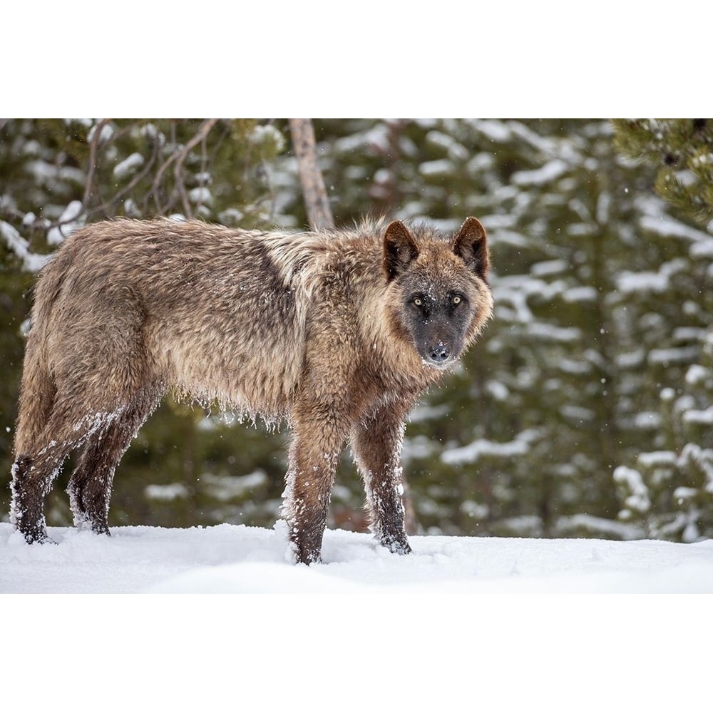 Wolf in Snow Yellowstone National Park Poster Print - The Yellowstone Collection-VARPDX66954 Image 1