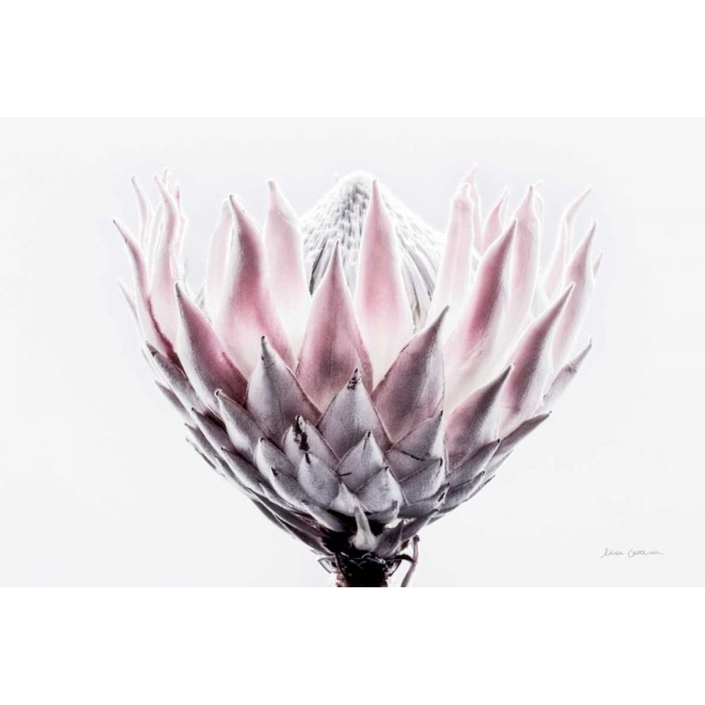 Pale Protea Detail II by Elise Catterall-VARPDX66937 Image 1