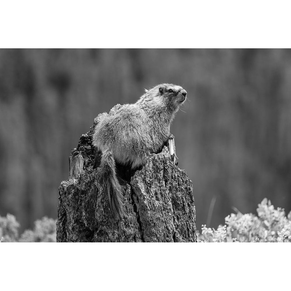 Yellow-bellied Marmot along the Osprey Falls Trail Yellowstone National Park Poster Print - The Yellowstone Image 1