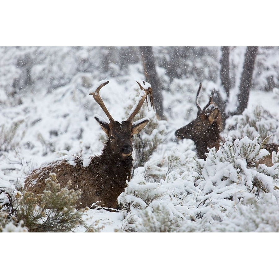 Young Bull Elk on Snowy Day Yellowstone National Park Poster Print - The Yellowstone Collection-VARPDX66961 Image 1