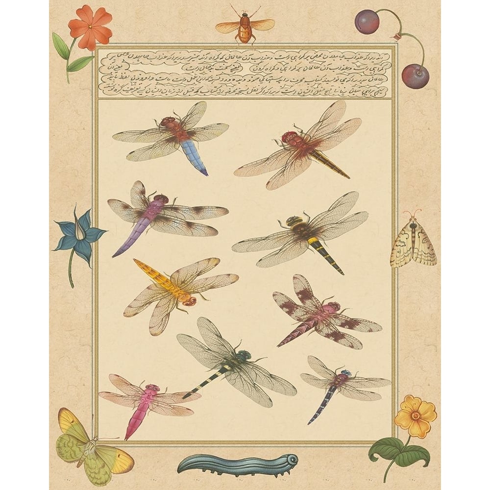 Dragonfly Manuscript III Poster Print - Jaggu Prasad-VARPDX66960Z Image 1