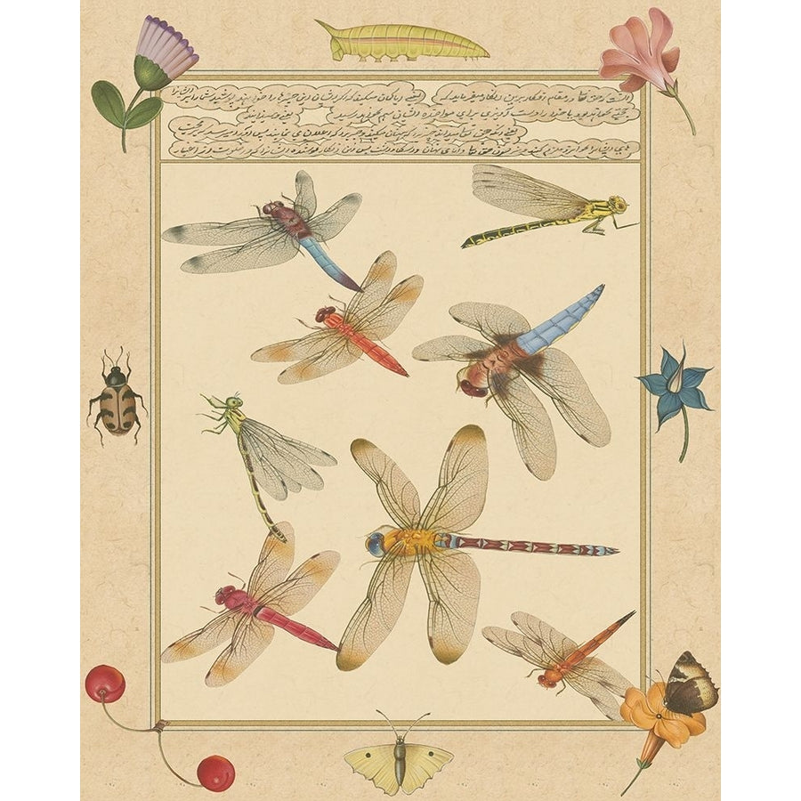 Dragonfly Manuscript IV Poster Print - Jaggu Prasad-VARPDX66961Z Image 1