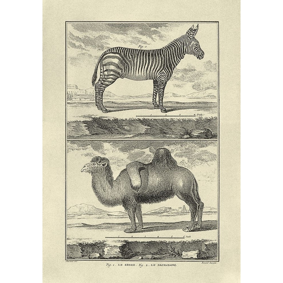 Zebra and Camel Poster Print - Denis Diderot-VARPDX66983F Image 1