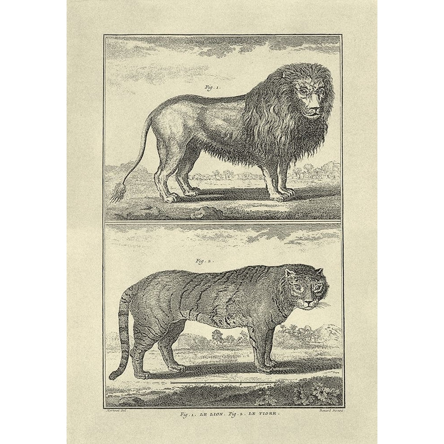 Lion and Tiger Poster Print - Denis Diderot-VARPDX66985F Image 1