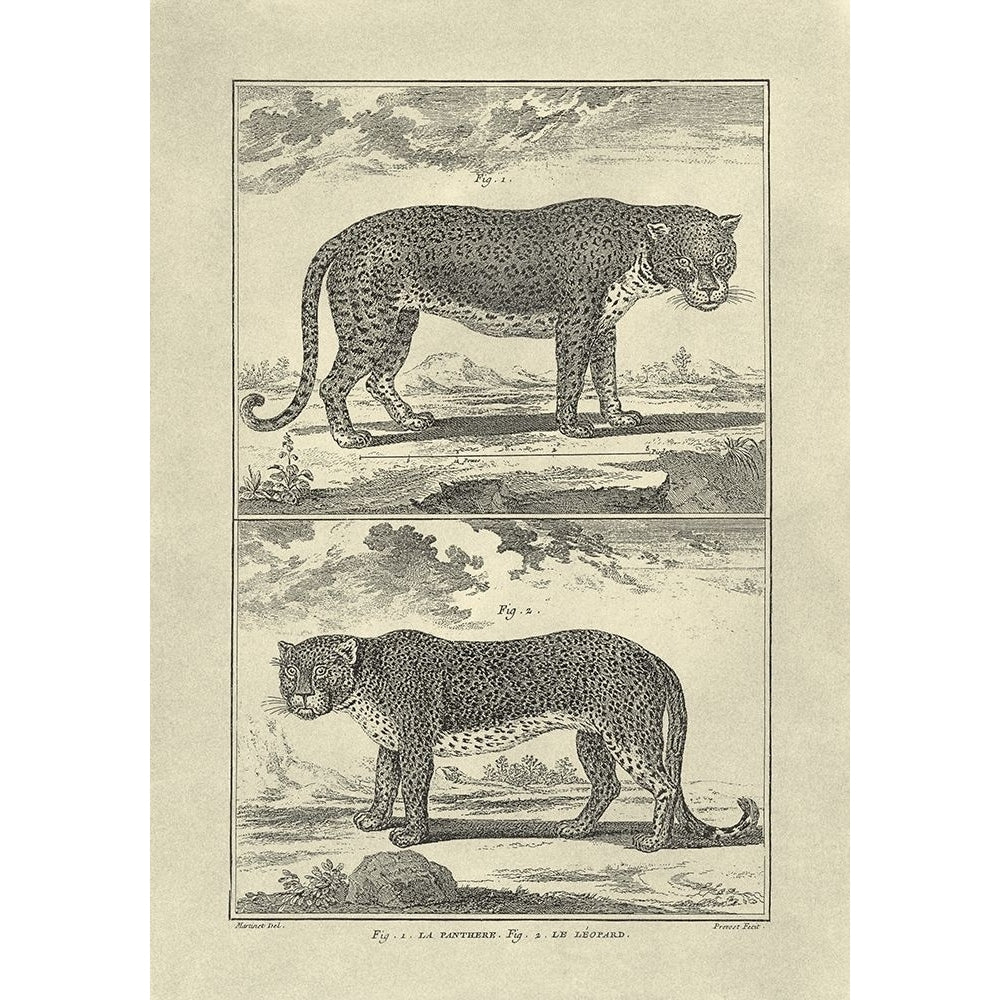 Panther and Leopard Poster Print - Denis Diderot-VARPDX66984F Image 1