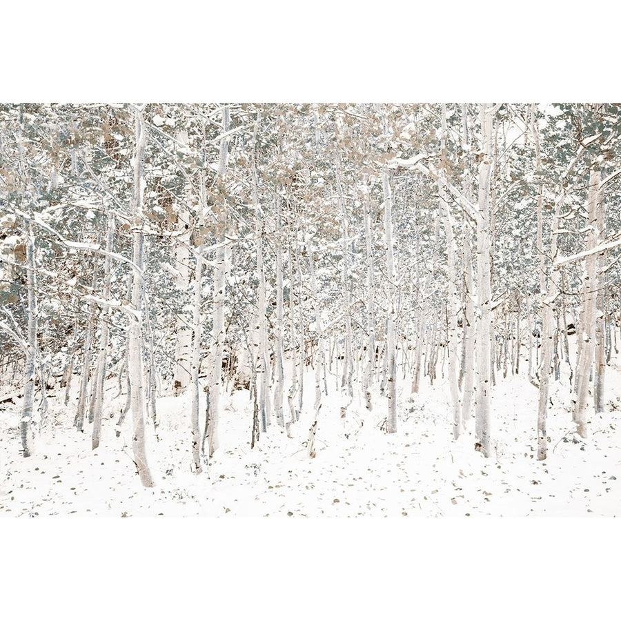 White Snow Wonderland Poster Print by Shelley Lake-VARPDX6709DD Image 1