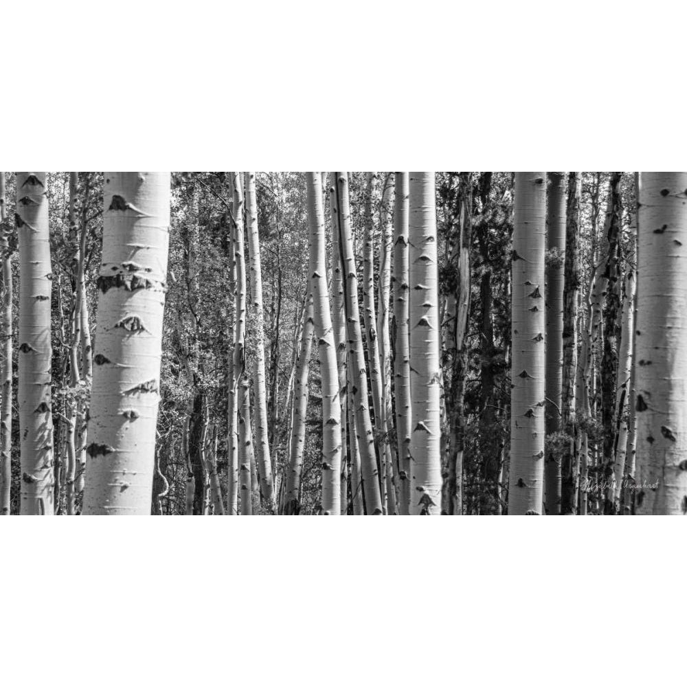 Aspen Grove by Elizabeth Urquhart-VARPDX67329 Image 1