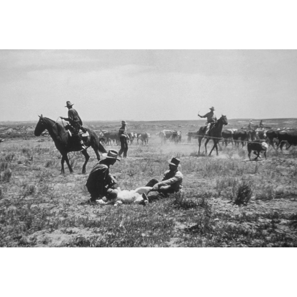 Cowboys working Calves Poster Print - Vintage Photography-VARPDX67402 Image 1