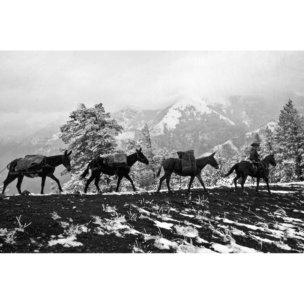 Winter Mule Packing Poster Print - Vintage Photography-VARPDX67422 Image 1