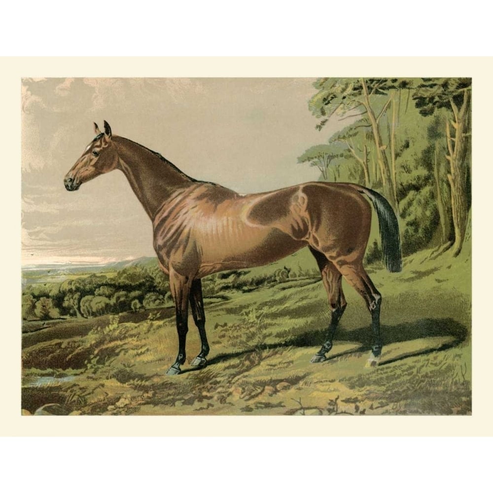 Cassells Horse IV Poster Print - Cassel-VARPDX67561Z Image 1