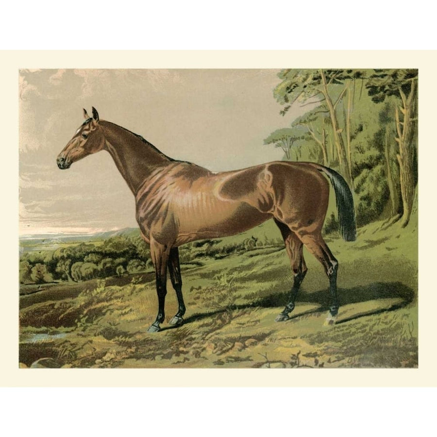 Cassells Horse IV Poster Print - Cassel-VARPDX67561Z Image 1