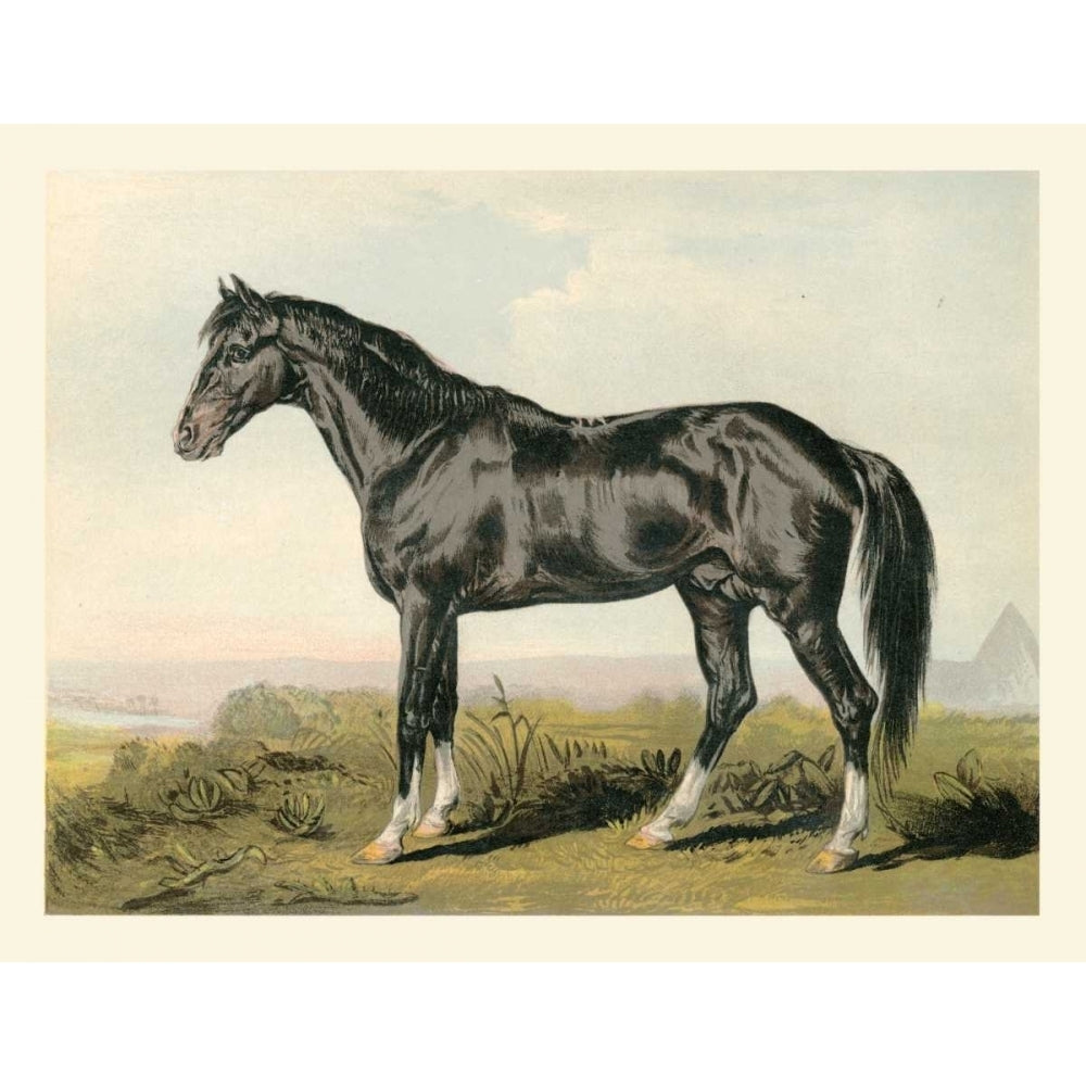 Cassells Horse II Poster Print - Cassel-VARPDX67559Z Image 1