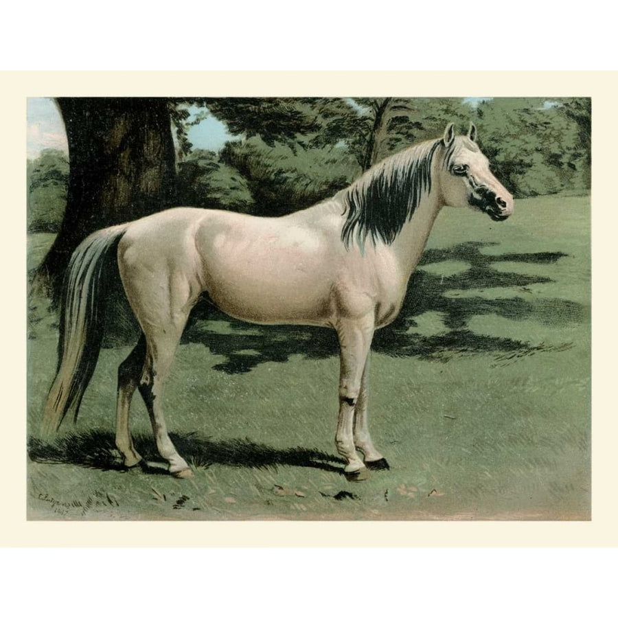 Cassells Horse I Poster Print - Cassel-VARPDX67558Z Image 1