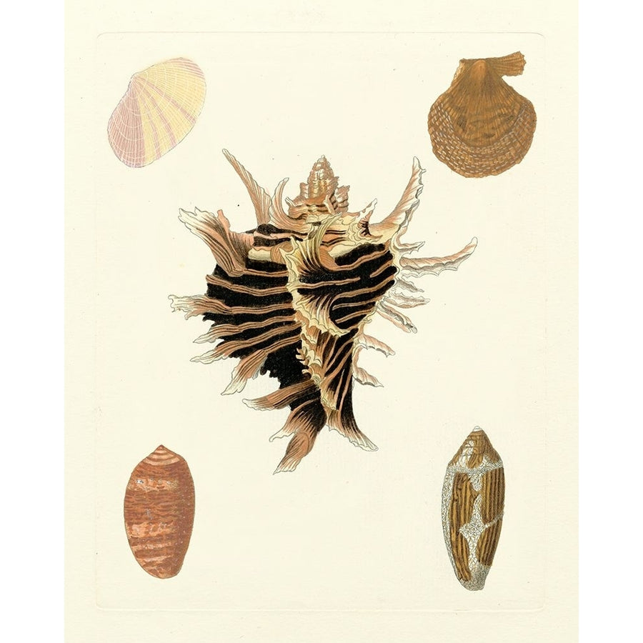 Knorr Shells II Poster Print - Knorr-VARPDX67565Z Image 1