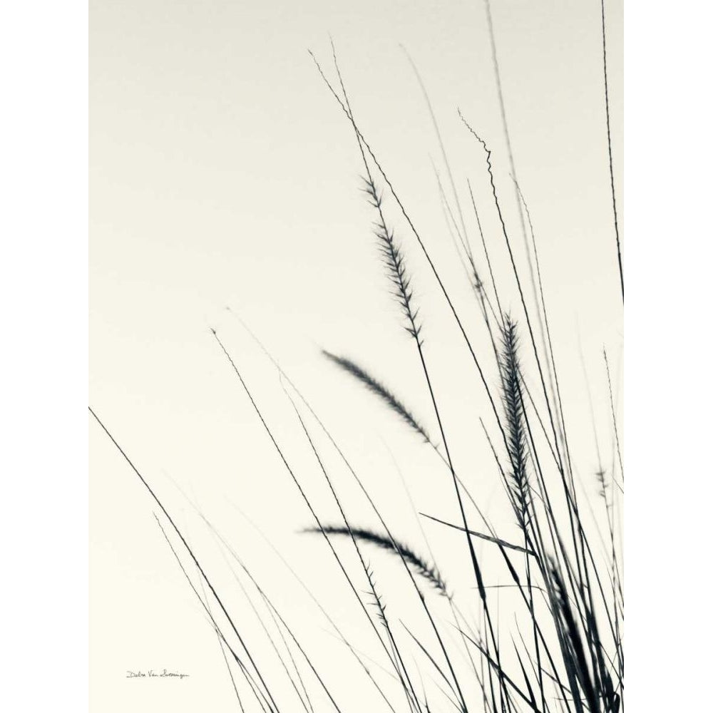 Field Grasses II by Debra Van Swearingen-VARPDX67626 Image 1