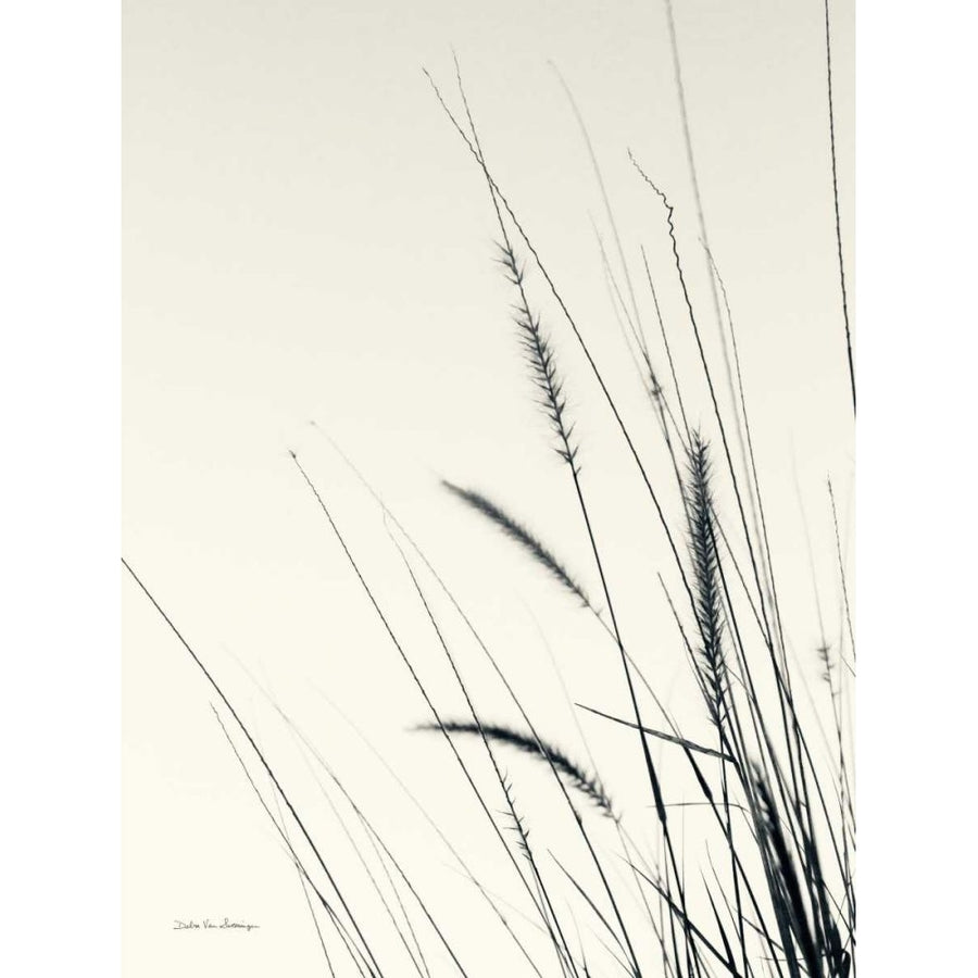 Field Grasses II by Debra Van Swearingen-VARPDX67626 Image 1