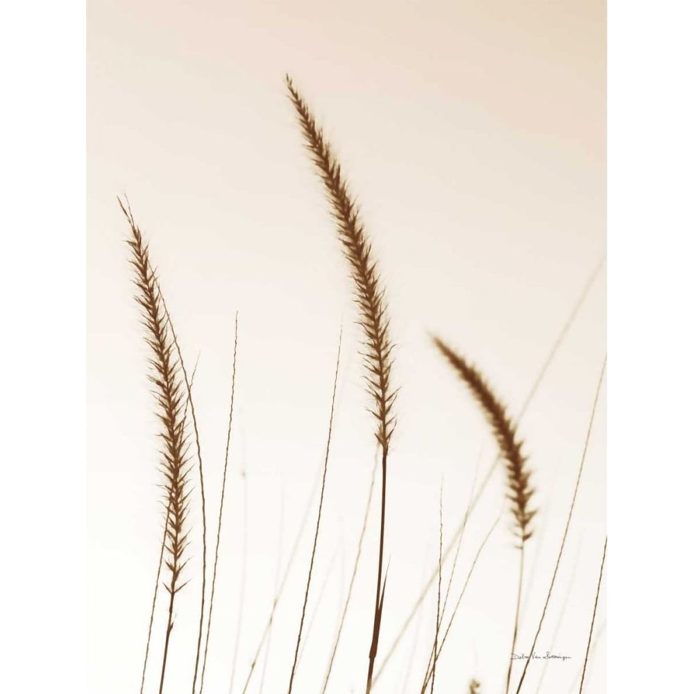 Field Grasses IV Sepia by Debra Van Swearingen-VARPDX67642 Image 1