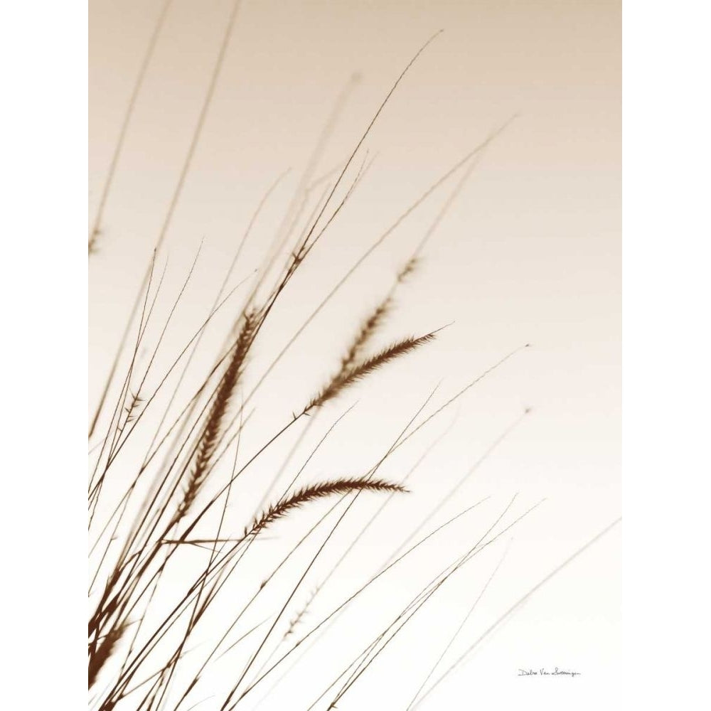 Field Grasses I Sepia by Debra Van Swearingen-VARPDX67641 Image 1