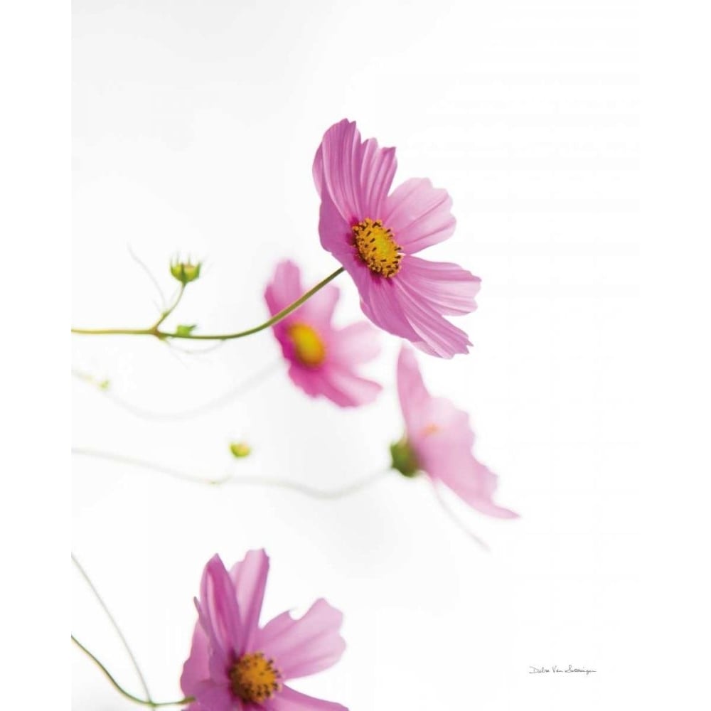 Pale Cosmos I by Debra Van Swearingen-VARPDX67693 Image 1