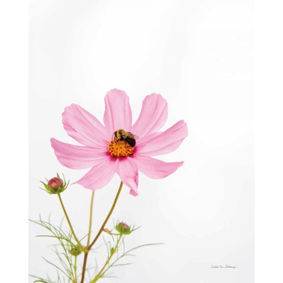 Pale Cosmos II by Debra Van Swearingen-VARPDX67694 Image 1