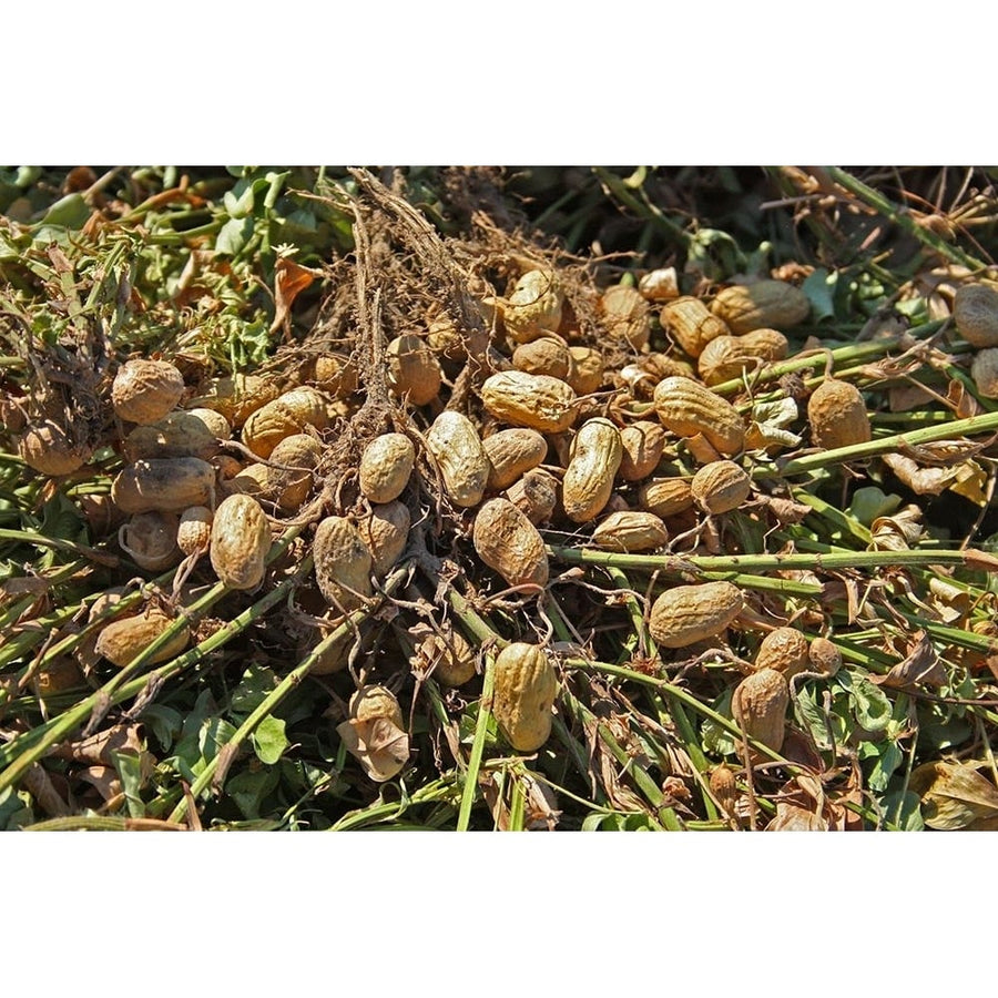 Peanut Plant Harvest Alabama Poster Print - Alabama Picture Archive-VARPDX67723 Image 1