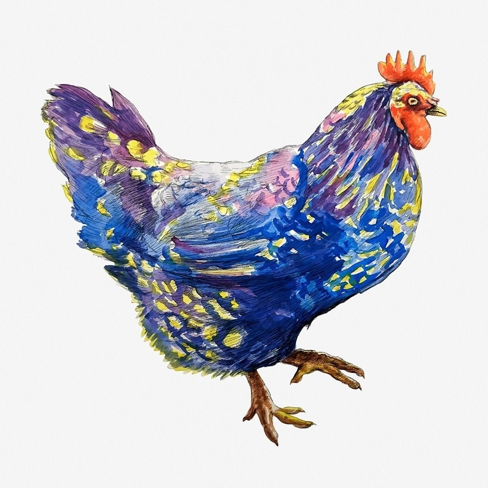 Blue Chicken Poster Print - Chickens-VARPDX67739 Image 1