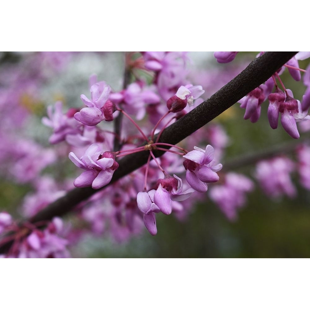 Redbub Spring Wildflowers at Big Muddy National Fish and Refuge-Missouri Poster Print - Anna Weyers-VARPDX67791 Image 1