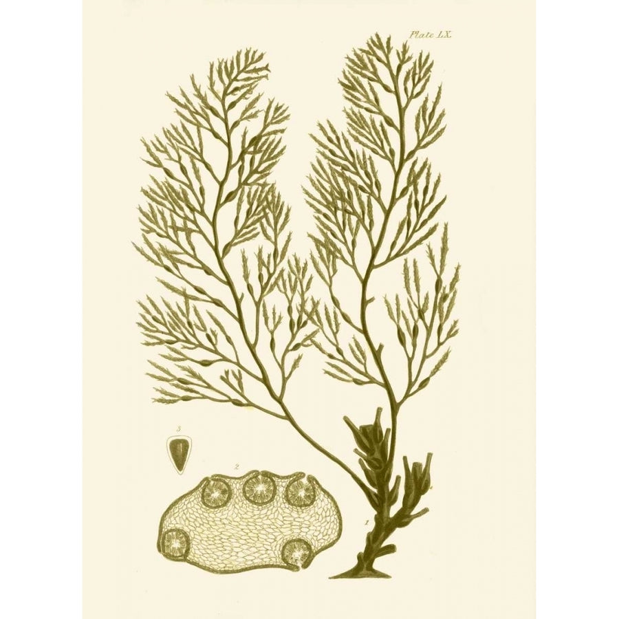 Dramatic Seaweed IV Poster Print - Studio Vision-VARPDX67829Z Image 1